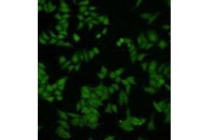 Immunocytochemistry (ICC) image for anti-Dual Specificity Phosphatase 5 (DUSP5) antibody (ABIN1854885)