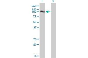 Western Blot analysis of NPAS2 expression in transfected 293T cell line by NPAS2 monoclonal antibody (M03A), clone 6C9. (NPAS2 antibody  (AA 646-738))