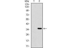 Western Blotting (WB) image for anti-Fibroblast Growth Factor 4 (FGF4) (AA 62-123) antibody (ABIN1724833)