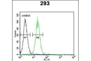 KCNQ1 Antibody (Center) (ABIN652891 and ABIN2842576) flow cytometric analysis of 293 cells (right histogram) compared to a negative control cell (left histogram). (KCNQ1 antibody  (AA 513-540))