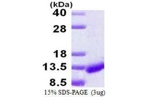 Image no. 1 for Caspase Recruitment Domain-Containing Protein 18 (ICEBERG) (CARD18) protein (His tag) (ABIN6386919)