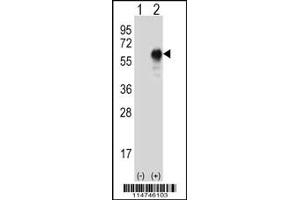 Western blot analysis of LZP using rabbit polyclonal LZP Antibody using 293 cell lysates (2 ug/lane) either nontransfected (Lane 1) or transiently transfected (Lane 2) with the LZP gene. (OIT3 antibody)