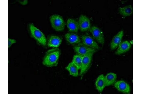 OAS3 antibody  (AA 424-565)