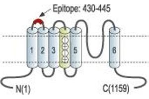Representative domain view of the target of ABIN7043546.