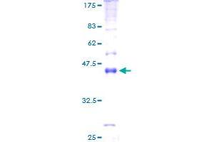 Mal, T-Cell Differentiation Protein-Like (Mall) (AA 1-153) protein (GST tag)