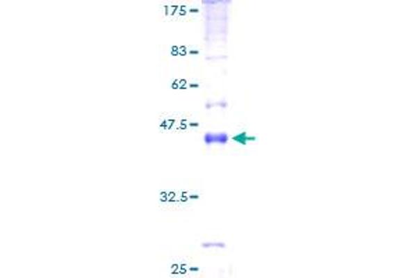 Mal, T-Cell Differentiation Protein-Like (Mall) (AA 1-153) protein (GST tag)