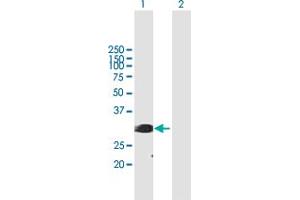 Western Blot analysis of SFRS1 expression in transfected 293T cell line by SFRS1 MaxPab polyclonal antibody. (SRSF1 antibody  (AA 1-248))