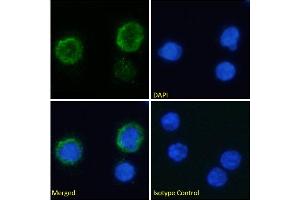Immunofluorescence staining of fixed human peripheral blood monocytes (PBMs) with anti-C3a-receptor antibody 3G7. (Recombinant C3AR1 antibody)