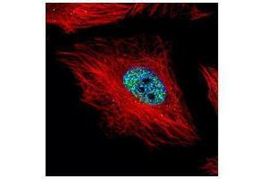 ICC/IF Image Confocal immunofluorescence analysis (Olympus FV10i) of paraformaldehyde-fixed HeLa, using Cyclin E1, antibody (Green) at 1:500 dilution. (Cyclin E1 antibody  (C-Term))