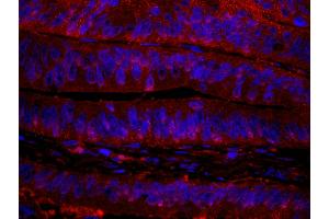 Immunofluorescence (IF) image for anti-RAN Binding Protein 1 (RANBP1) (AA 1-50) antibody (ABIN7449008) (RANBP1 antibody  (AA 1-50))