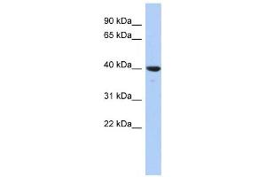 Western Blotting (WB) image for anti-Glutaredoxin 3 (GLRX3) antibody (ABIN2460082) (GLRX3 antibody)