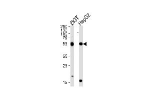 Western blot analysis of lysates from 293T,HepG2 cell line (from left to right),using PHKG1 Antibody (ABIN1452096 and ABIN1452098). (PHKG1 antibody)