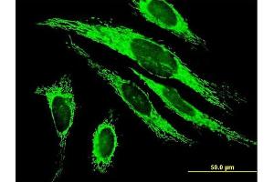 Immunofluorescence of purified MaxPab antibody to MRPS27 on HeLa cell. (MRPS27 antibody  (AA 1-168))
