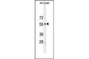 Western blot analysis of MAPK8 / JNK1 Antibody (Thr183/Tyr185) in mouse liver tissue lysates (35ug/lane). (JNK antibody  (AA 162-199))