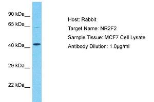 Host:  Rabbit  Target Name:  NR2F2  Sample Type:  MCF7 Whole Cell lysates  Antibody Dilution:  1. (NR2F2 antibody  (N-Term))