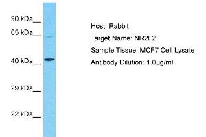 Host:  Rabbit  Target Name:  NR2F2  Sample Type:  MCF7 Whole Cell lysates  Antibody Dilution:  1.
