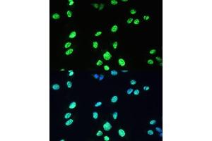 Immunofluorescence analysis of U-2 OS cells using U/U/DDX39B Polyclonal Antibody (ABIN6132226, ABIN6139492, ABIN6139493 and ABIN6224384) at dilution of 1:100 (40x lens). (DDX39B antibody  (AA 319-428))