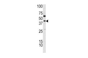 Western blot analysis of TDG antibody (C-term) (ABIN390560 and ABIN2840891) in K562 cell line lysates (35 μg/lane). (TDG antibody  (C-Term))