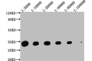 Western Blot Positive WB detected in: Hela whole cell lysate at 20 μg, 10 μg, 5 μg, 2. (14-3-3 zeta antibody  (AA 133-212))