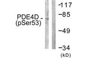 Western blot analysis of extracts from K562 cells treated with H2O2 100uM 30', using PDE4D (Phospho-Ser190/53) Antibody.