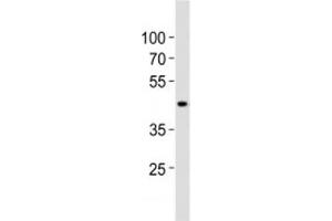 Western blot analysis of lysate from human kidney tissue lysate using SOX7 antibody diluted at 1:1000. (SOX7 antibody  (AA 224-258))