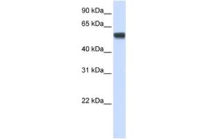 Western Blotting (WB) image for anti-Splicing Factor 3a, Subunit 3, 60kDa (SF3A3) antibody (ABIN2462228) (SF3A3 antibody)