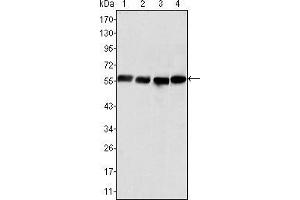 Western blot analysis using Vimentin mouse mAb against Hela (1), COS (2), HEK293 (3) and U20S (4) cell lysate.