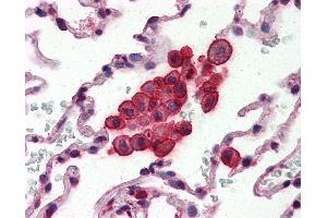 Anti-Clusterin antibody IHC of human lung. (Clusterin antibody  (AA 1-333))