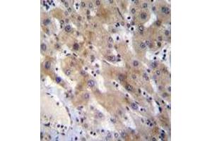 Immunohistochemistry analysis in formalin fixed and paraffin embedded (FFPE) human liver tissue using FGL1 Antibody (C-term) followed by peroxidase conjugation of the secondary antibody and DAB staining. (FGL1 antibody  (C-Term))