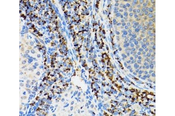SRP19 antibody