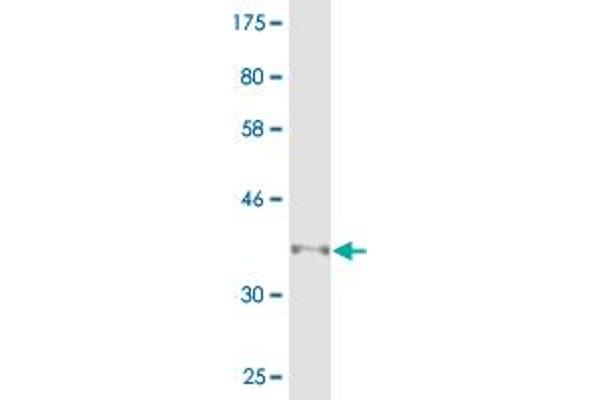 Multimerin 1 antibody  (AA 291-390)