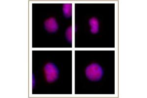 GATA-6 antibody (pAb) tested by immunofluorescence. (GATA6 antibody  (N-Term))