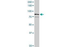 RASGRP3 MaxPab rabbit polyclonal antibody. (RASGRP3 antibody  (AA 1-690))