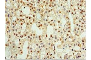 Immunohistochemistry of paraffin-embedded human adrenal gland tissue using ABIN7146290 at dilution of 1:100
