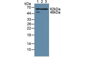 Figure. (MAPKAP Kinase 2 antibody  (AA 139-367))