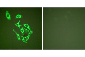 Peptide - +Immunofluorescence analysis of HepG2 cells, using HSP60 antibody (#C0233). (HSPD1 antibody)