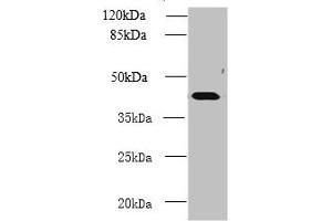 Western blot All lanes: NME7 antibody at 12 μg/mL + Mouse liver tissue Secondary Goat polyclonal to rabbit IgG at 1/10000 dilution Predicted band size: 43, 39 kDa Observed band size: 43 kDa