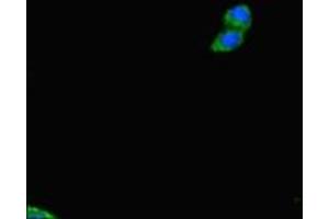Immunofluorescent analysis of HepG2 cells using ABIN7159837 at dilution of 1:100 and Alexa Fluor 488-congugated AffiniPure Goat Anti-Rabbit IgG(H+L) (PLD6 antibody  (AA 1-252))