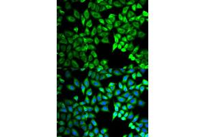 Immunofluorescence (IF) image for anti-Chromosome 10 Open Reading Frame 2 (C10ORF2) antibody (ABIN1876491) (C10orf2 antibody)