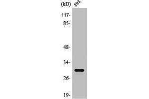 Western Blot analysis of 293 cells using Rab 34 Polyclonal Antibody (RAB34 antibody  (C-Term))