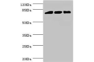 Western blot All lanes: DGKA antibody at 6. (DGKA antibody  (AA 1-200))