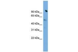 Image no. 1 for anti-Solute Carrier Family 25 (Mitochondrial Carrier, Phosphate Carrier), Member 25 (SLC25A25) (AA 35-84) antibody (ABIN6744762) (SLC25A25 antibody  (AA 35-84))
