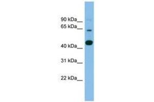 TMEM195 anticorps  (AA 143-192)