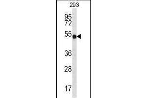 Western blot analysis in 293 cell line lysates (35ug/lane). (ATP6V1B1 antibody  (C-Term))