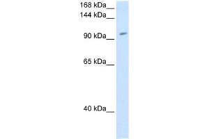 WB Suggested Anti-RNF40 Antibody Titration:  1.
