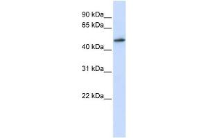 RNMT antibody used at 1 ug/ml to detect target protein. (RNMT antibody)