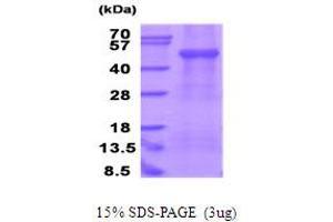 SDS-PAGE (SDS) image for Ectonucleoside Triphosphate diphosphohydrolase 3 (ENTPD3) (AA 44-485) protein (His tag) (ABIN5778193) (ENTPD3 Protein (AA 44-485) (His tag))