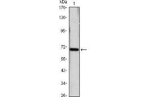 Western blot analysis using HSP70 mouse mAb against Hela (1) cell lysate.