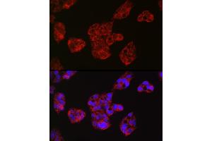 Immunofluorescence analysis of HepG2 cells using Leptin Receptor Rabbit pAb (ABIN3017145, ABIN3017146, ABIN3017147 and ABIN6219976) at dilution of 1:50 (40x lens). (Leptin Receptor antibody)
