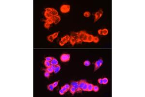 Immunofluorescence analysis of MCF7 cells using USP18 Rabbit pAb (ABIN7271145) at dilution of 1:250 (40x lens). (USP18 antibody  (AA 200-300))